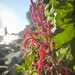 Tupa - WhatsApp Image 2026-02-28 at 8.33.16 PM.jpeg