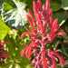 Tupa - WhatsApp Image 2026-02-28 at 8.33.17 PM.jpeg