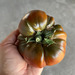 Tomate Cherokee Purple - IMG_6180.jpg.jpg