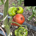 Tomate Cherokee Purple - IMG_5805.jpg.jpg