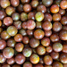 Tomate Ciruela - IMG_7054.jpg.jpg