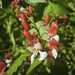 Poroto Pallar Mix - WhatsApp Image 2026-03-11 at 10.55.49 AM.jpeg