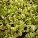 Lechuga manchas de trucha - WhatsApp Image 2026-04-03 at 7.49.03 AM (1).jpeg