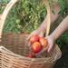 Tomate Amish Paste - WhatsApp Image 2026-04-13 at 11.53.54 AM.jpeg