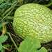 Alcayota - WhatsApp Image 2026-04-14 at 11.43.04 AM.jpeg
