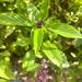 Albahaca Thai - WhatsApp Image 2026-04-14 at 12.19.55 PM.jpeg