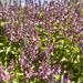 Albahaca Thai - WhatsApp Image 2026-04-14 at 12.19.56 PM(1).jpeg