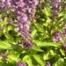 Albahaca Thai - WhatsApp Image 2026-04-14 at 12.19.56 PM.jpeg
