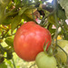 Tomate Ozark Pink - WhatsApp Image 2026-04-14 at 12.30.38 PM(1).jpeg.jpg