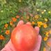 Tomate Ozark Pink - WhatsApp Image 2026-04-14 at 12.30.38 PM.jpeg