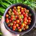 Tomate Cherry Coyol - WhatsApp Image 2026-04-15 at 9.17.10 PM.jpeg