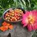 Tomate Cherry Coyol - WhatsApp Image 2026-04-15 at 9.17.10 PM(1).jpeg