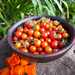 Tomate Cherry Coyol - WhatsApp Image 2026-04-15 at 9.17.10 PM(2).jpeg
