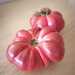 Tomate Zapoteca - WhatsApp Image 2026-04-15 at 9.29.41 PM(1).jpeg