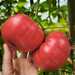 Tomate Limachino - WhatsApp Image 2026-04-15 at 9.29.42 PM(1).jpeg