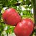 Tomate Limachino - WhatsApp Image 2026-04-15 at 9.29.42 PM(2).jpeg