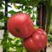 Tomate Limachino - WhatsApp Image 2026-04-15 at 9.29.42 PM.jpeg