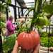 Tomate Limachino - WhatsApp Image 2026-04-15 at 9.29.43 PM.jpeg