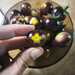 Tomate Cherry Arandano - WhatsApp Image 2026-04-15 at 9.37.57 PM.jpeg