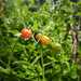 Tomate Cherry Coyol - WhatsApp Image 2026-04-15 at 9.38.08 PM.jpeg