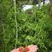 Tomate Cherry Coyol - WhatsApp Image 2026-04-15 at 9.38.08 PM(1).jpeg