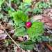 Avellana Chilena - WhatsApp Image 2026-04-15 at 9.38.04 PM(1).jpeg