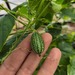 Cucamelon - WhatsApp Image 2026-04-15 at 9.38.09 PM.jpeg