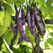 Poroto Riñón Vaina Morada - WhatsApp Image 2026-04-15 at 9.38.11 PM.jpeg.jpg