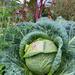 Repollo Tornasol - WhatsApp Image 2026-04-15 at 9.38.14 PM(2).jpeg