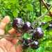 Tomate Cherry Arandano - WhatsApp Image 2026-04-15 at 9.38.27 PM.jpeg