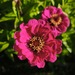 Zinnias - WhatsApp Image 2026-04-30 at 5.54.42 PM.jpeg