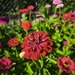 Zinnias - WhatsApp Image 2026-04-30 at 5.51.03 PM.jpeg