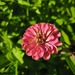 Zinnias - WhatsApp Image 2026-04-30 at 5.50.23 PM.jpeg