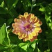 Zinnias - WhatsApp Image 2026-04-30 at 5.50.51 PM.jpeg