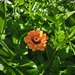 Zinnias - WhatsApp Image 2026-04-30 at 5.50.45 PM.jpeg