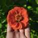 Zinnias - WhatsApp Image 2026-04-30 at 5.50.39 PM.jpeg