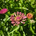 Zinnias - WhatsApp Image 2026-04-30 at 5.50.31 PM.jpeg