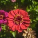 Zinnias - WhatsApp Image 2026-04-30 at 5.58.34 PM.jpeg