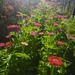 Zinnias - WhatsApp Image 2026-04-30 at 5.58.36 PM.jpeg