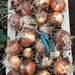 CEBOLLA VALENCIANA - WhatsApp Image 2026-03-14 at 12.43.46 PM.jpeg