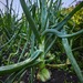 CEBOLLA VALENCIANA - WhatsApp Image 2026-01-06 at 9.53.49 PM(2).jpeg