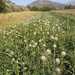 CEBOLLA VALENCIANA - WhatsApp Image 2026-02-11 at 4.25.00 PM (1).jpeg