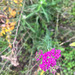 Milenrrama Magenta - WhatsApp Image 2026-05-04 at 2.51.13 PM.jpeg.jpg