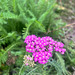 Milenrrama Magenta - WhatsApp Image 2026-05-04 at 2.51.12 PM.jpeg.jpg