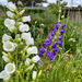 Canterbury Bells - CanterburyBells.jpg.jpg