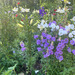 Canterbury Bells - WhatsApp Image 2026-04-20 at 11.38.10.jpeg.jpg