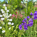 Canterbury Bells - WhatsApp Image 2026-04-20 at 11.37.32.jpeg.jpg