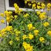 Calceolaria - calceolaria-integrifolia.jpg