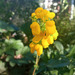 Calceolaria - IMG_20240225_181409.jpg.jpg