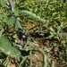 Tomate Black Beauty - WhatsApp Image 2025-12-15 at 9.08.04 AM (1).jpeg